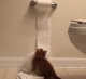 Toiletpaper cat